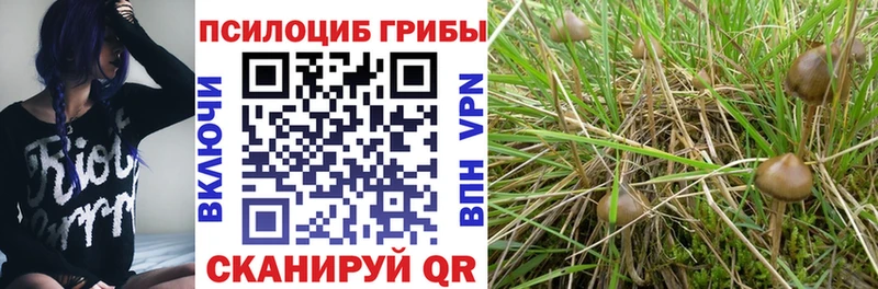 Купить  Нефтегорск  Псилоцибиновые грибы GOLDEN TEACHER 